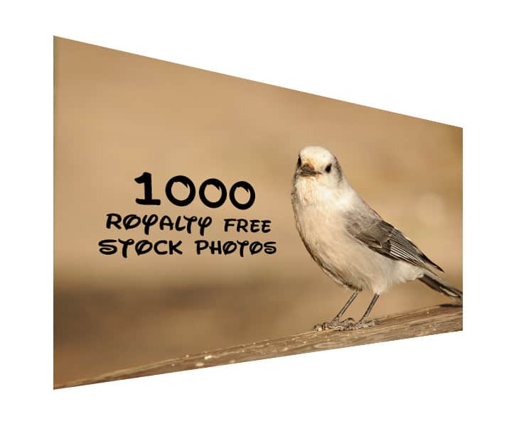 1000 Royalty Free Stock Photos runterladen
