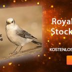 1000 Royalty Free Stock Photos gratis runterladen