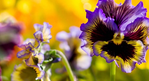 Fotografie im Garten: Die Fotoschule im kostenlosen Download