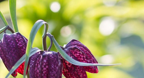 Fotografie im Garten von Franzis: kostenfrei sichern