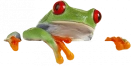 SnapFrog